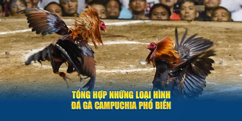 Đá Gà Campuchia - Trải Nghiệm Phút Giây Nghẹt Thở Tại Jun88 5 Tổng hợp những loại hình đá gà Campuchia phổ biến